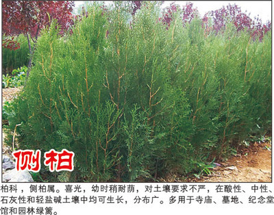側(cè)柏-河南潢川花木苗木場(chǎng)(產(chǎn)品圖片)-產(chǎn)品庫(kù)-中國(guó)花木網(wǎng)