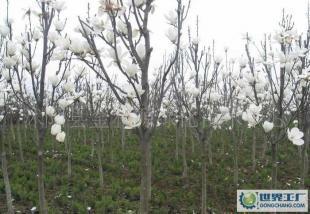大量0白玉蘭等優(yōu)質綠化苗木_農(nóng)副產(chǎn)品_世界工廠網(wǎng)中國產(chǎn)品信息庫
