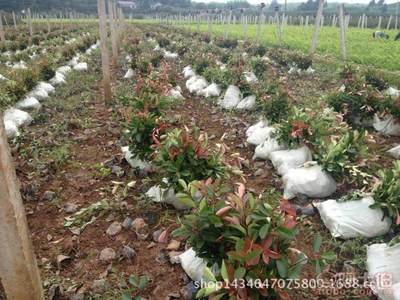 【紅葉石楠工程采購(gòu)園林采購(gòu)苗木采購(gòu)園林廠家直銷】杭州蕭山新街恒露樹(shù)木經(jīng)營(yíng)部 - 產(chǎn)品庫(kù)