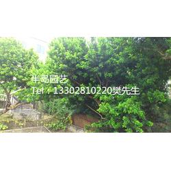 優(yōu)質米蘭樹 半島苗木園藝綠化的綠色瑰寶