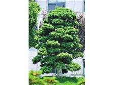 瀏陽市軒達苗木種植專業(yè)合作社 花卉種植產品展示
