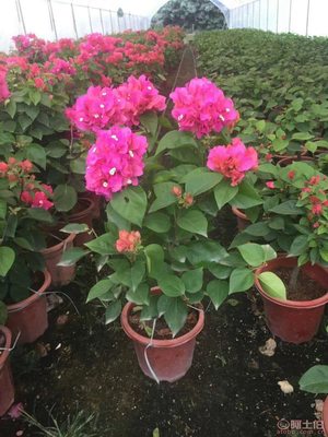 龍海市東泗興輝園藝場(chǎng) 專(zhuān)業(yè)三角梅種植基地，品質(zhì)苗木常年供應(yīng)